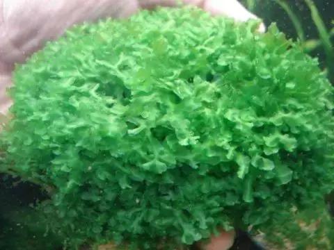 垂泪莫斯和三角莫斯火焰莫斯,莫斯水草球做法