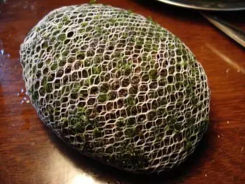 垂泪莫斯和三角莫斯火焰莫斯,莫斯水草球做法