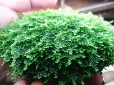 垂泪莫斯和三角莫斯火焰莫斯,莫斯水草球做法