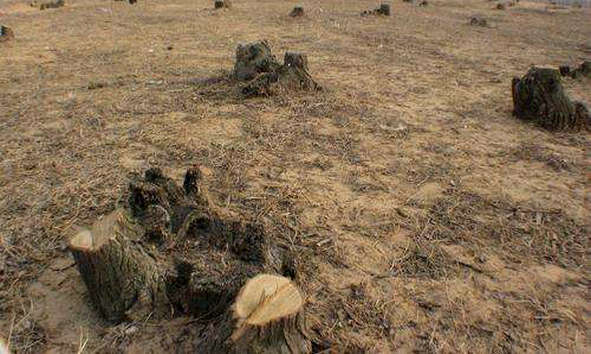 珍爱生命从保护自然环境做起