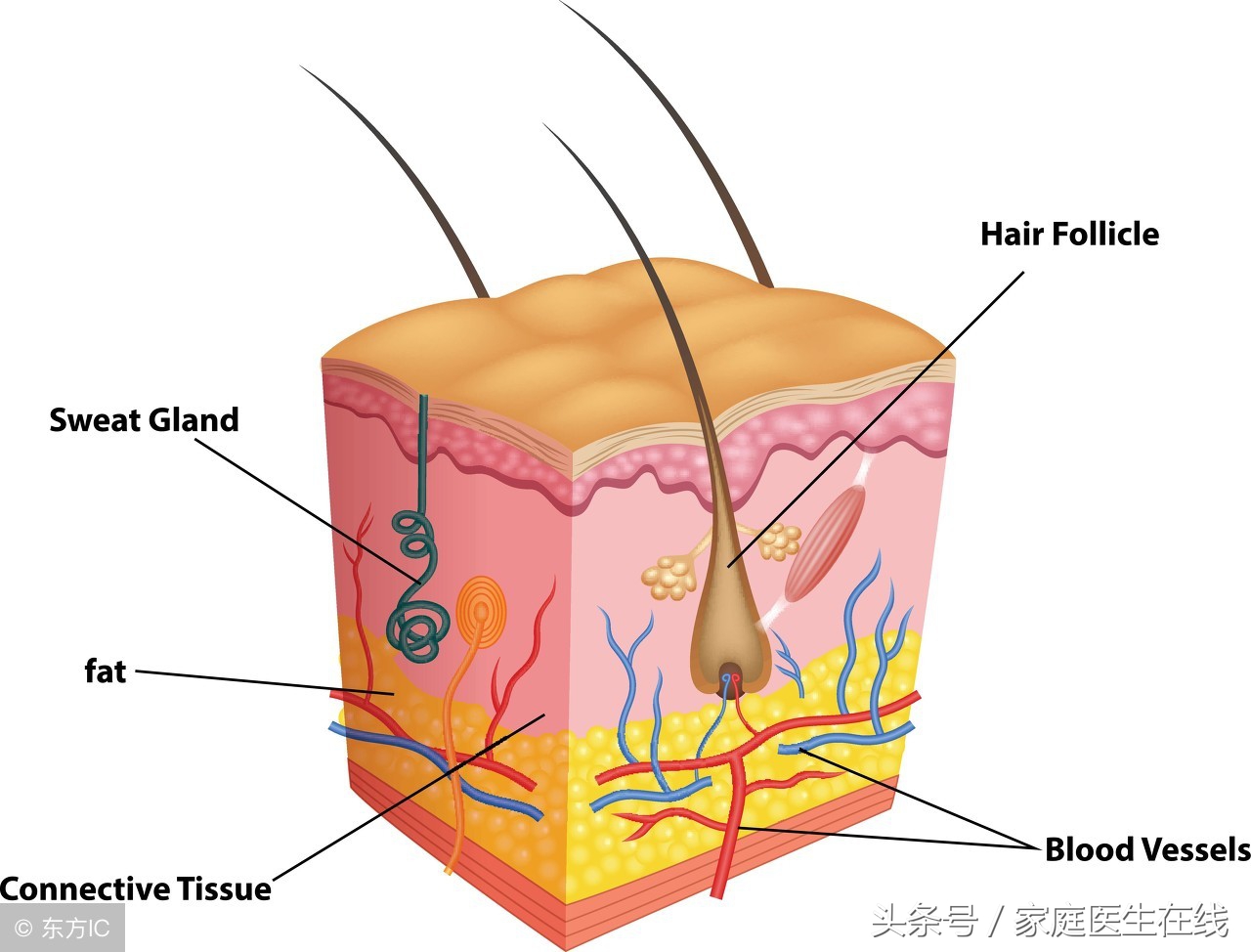 脚又干又裂又脱皮怎么样治疗,脚部后跟开裂是什么原因