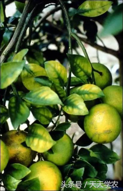 柑橘黄化不一定是缺素,引起柑橘黄化的原因有哪些