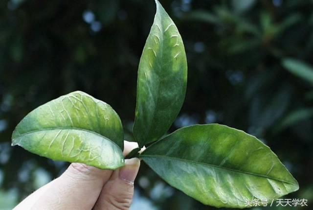 柑橘黄化不一定是缺素,引起柑橘黄化的原因有哪些