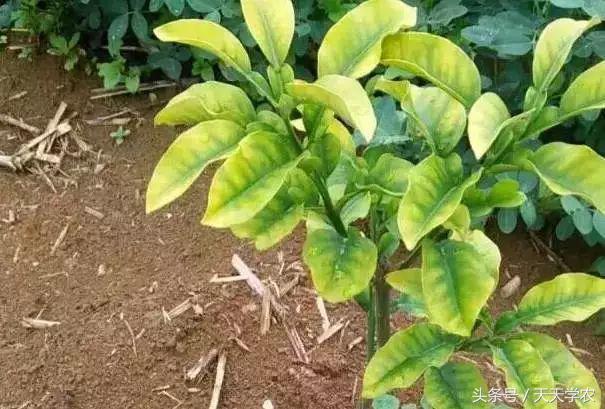 柑橘黄化不一定是缺素,引起柑橘黄化的原因有哪些