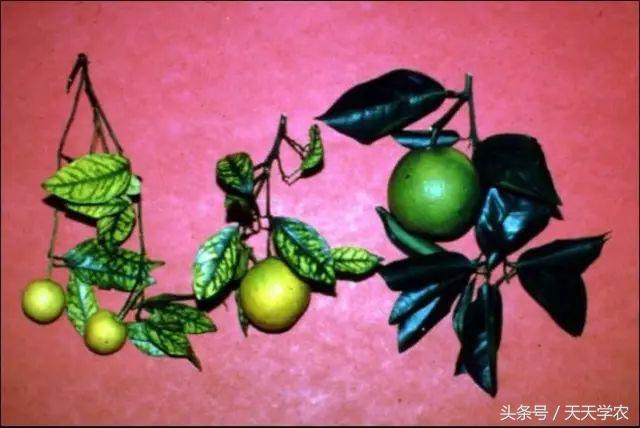 柑橘黄化不一定是缺素,引起柑橘黄化的原因有哪些