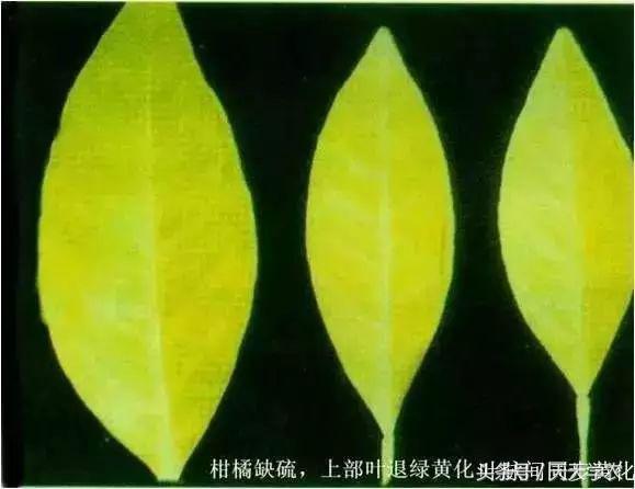柑橘黄化不一定是缺素,引起柑橘黄化的原因有哪些