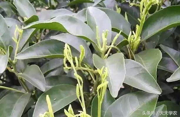 柑橘黄化不一定是缺素,引起柑橘黄化的原因有哪些