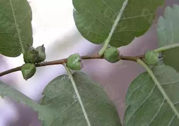 榆树朴树榉树的区分,朴树和榉树是不是都是榆科