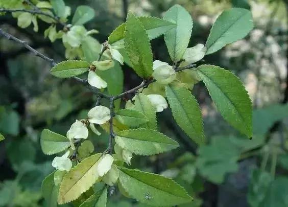 榆树朴树榉树的区分,朴树和榉树是不是都是榆科