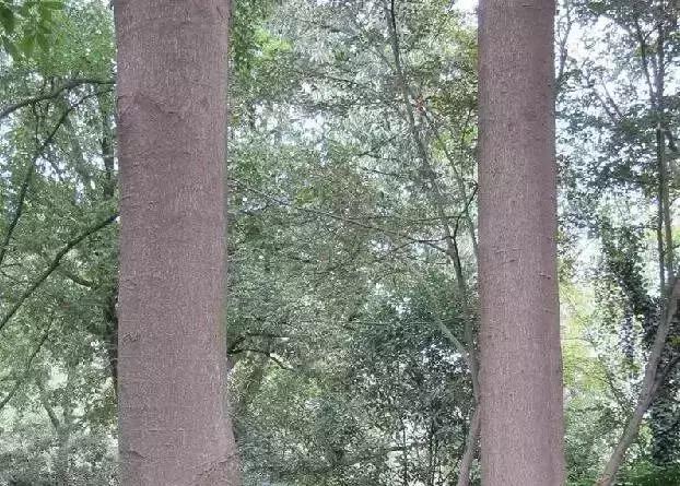 榆树朴树榉树的区分,朴树和榉树是不是都是榆科