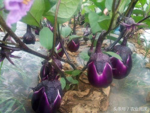 多效唑的作用特点专家回答,多效唑有效几年