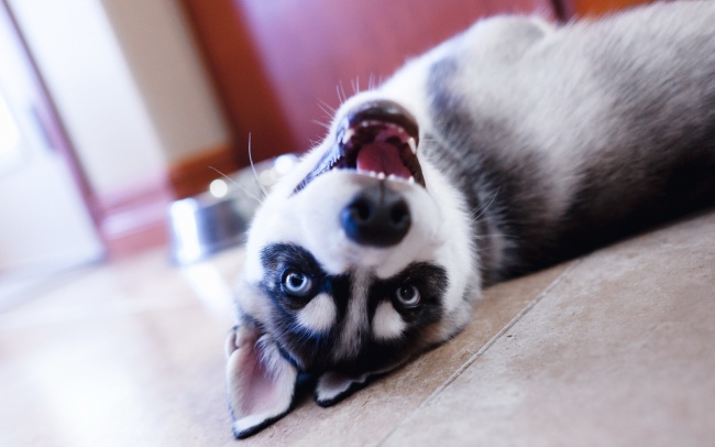 宠物狗拆家小能手是什么狗,盘点狗拆家能手