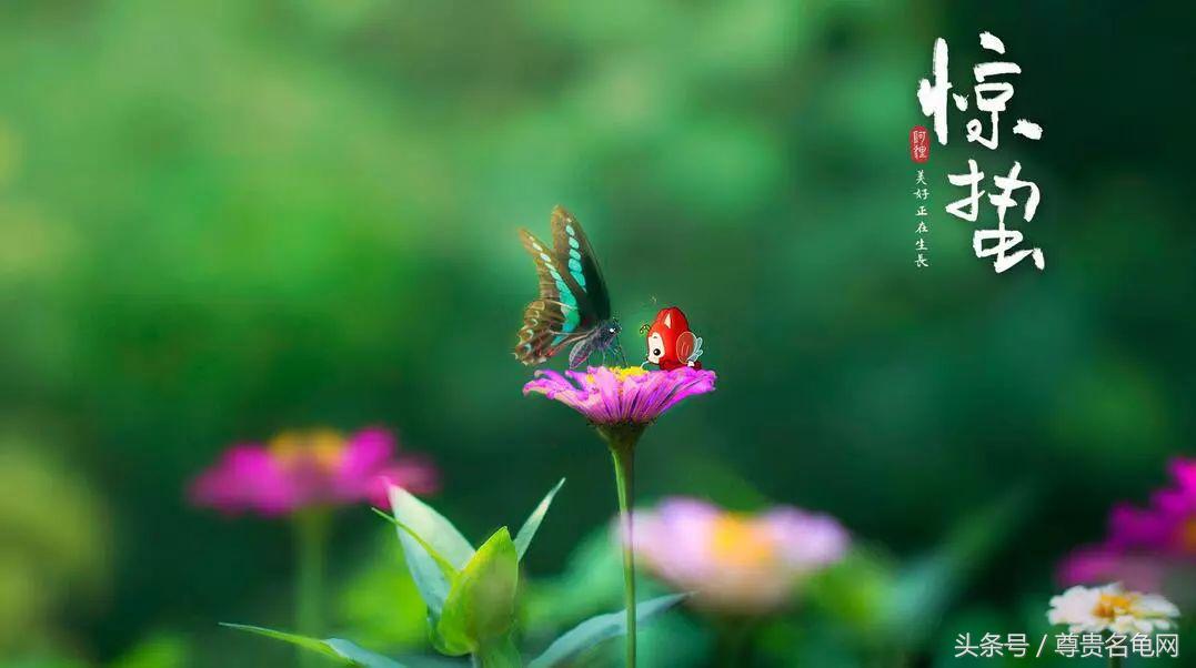 惊蛰乌龟会醒吗,乌龟惊蛰后能倒水吗