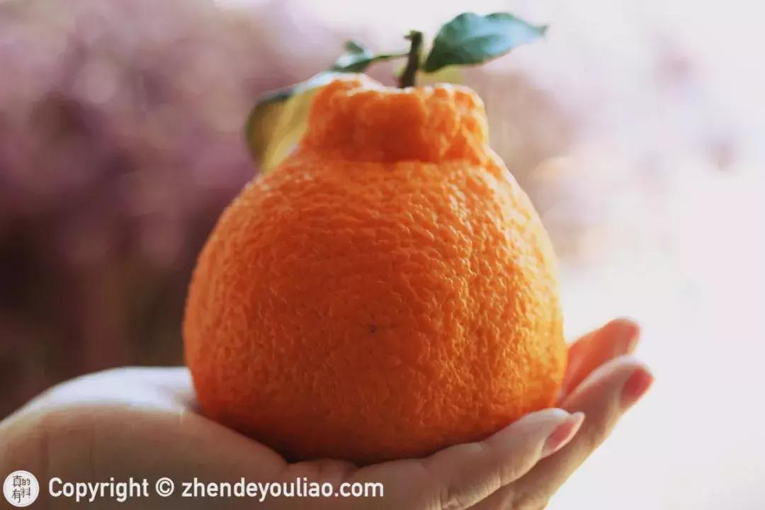 买过的丑柑,正宗的丑柑