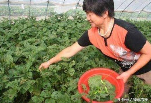 农村田里的吸血害虫,农村常见害虫200元一斤