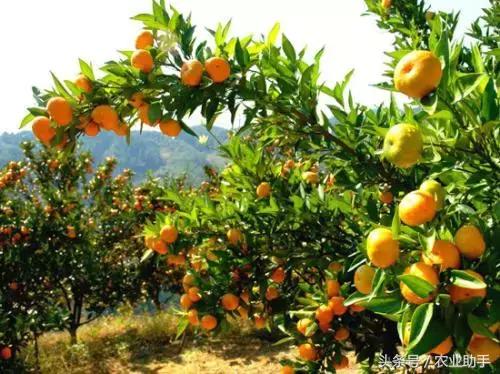 2018年南丰蜜桔生产管理工作,2018年南丰蜜桔年产量