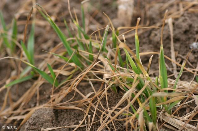 打除草剂小麦受影响发黄怎么补救,近期小麦发黄的原因