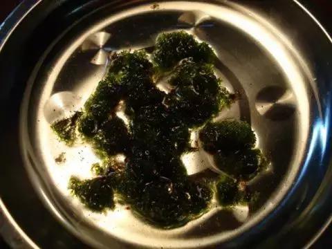 垂泪莫斯和三角莫斯火焰莫斯,莫斯水草球做法