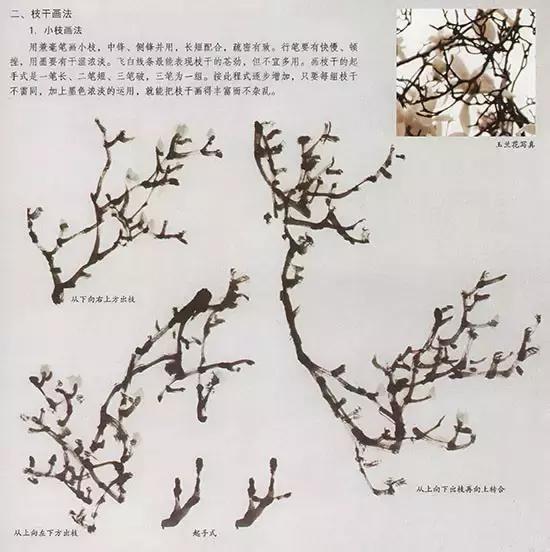 国画小写意玉兰花作品,国画玉兰花谁画的最好