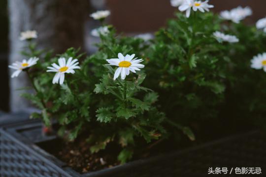 专业市场的野望,FujifilmX-H1横滨使用手记