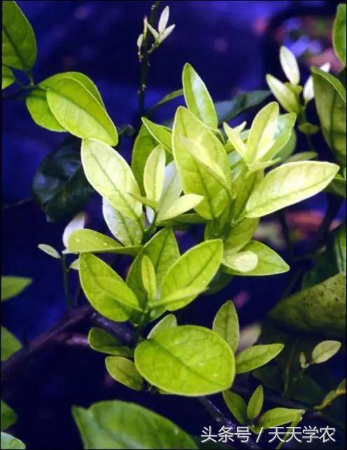 柑橘黄化不一定是缺素,引起柑橘黄化的原因有哪些