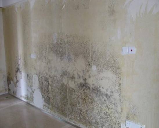 回南天墙面发霉怎么处理,墙面回南天发霉怎么办