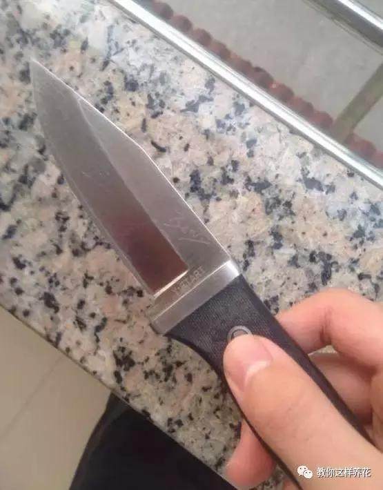 多肉玉露把主根剪了怎么办,多肉蓝镜玉露烂根