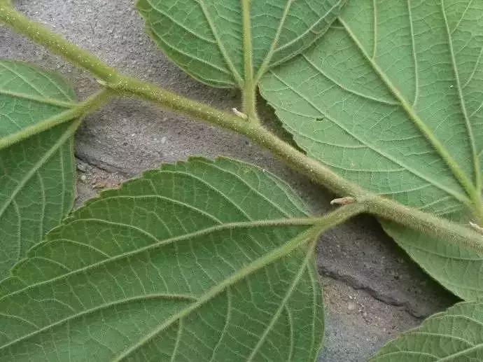 榆树朴树榉树的区分,朴树和榉树是不是都是榆科