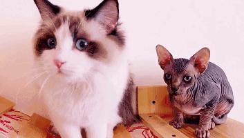 少女心沦陷！看完这7家粉粉粉粉出天际的店，不想去算我输