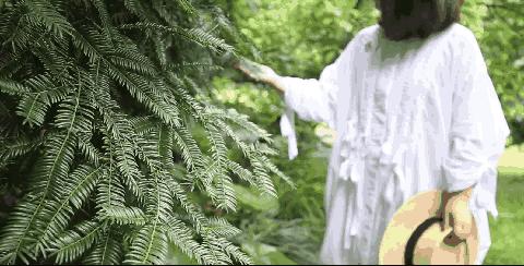 西施最爱的零食,恐龙时代已经存在,找遍整个中国才找到