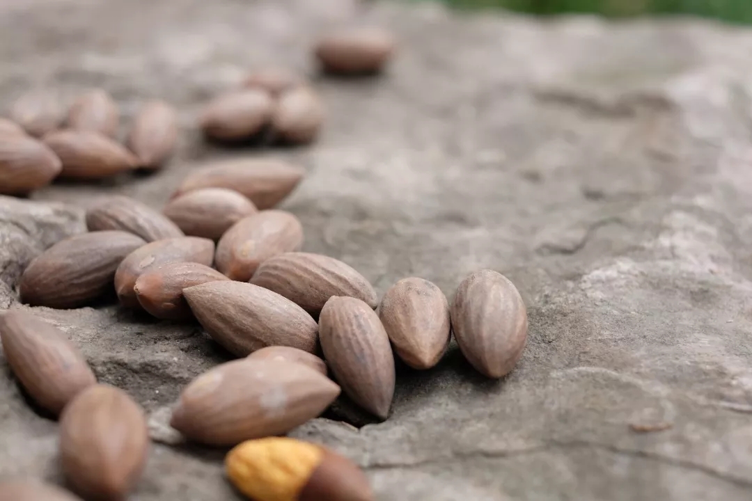 西施最爱的零食,恐龙时代已经存在,找遍整个中国才找到
