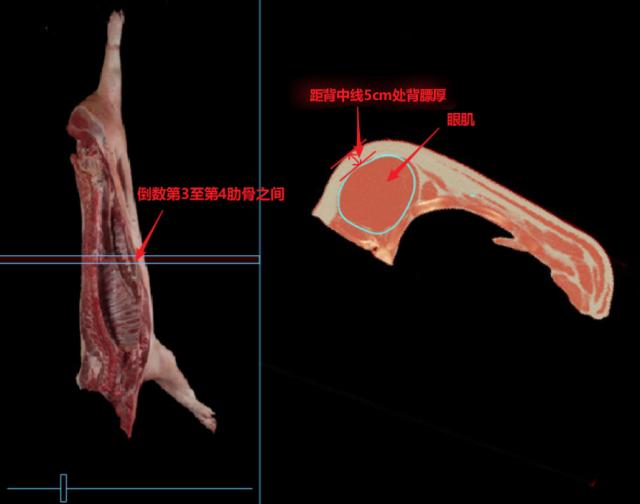 强烈安利视频大全,墙裂安利种草系列