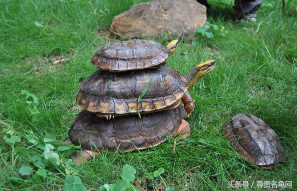 惊蛰乌龟会醒吗,乌龟惊蛰后能倒水吗