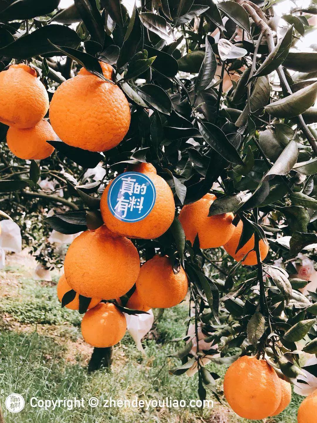 买过的丑柑,正宗的丑柑