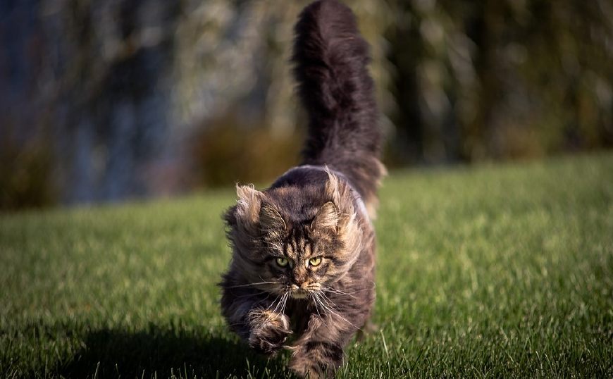 十二星座命中注定星座伴侣是谁,十二星座对应的宠物