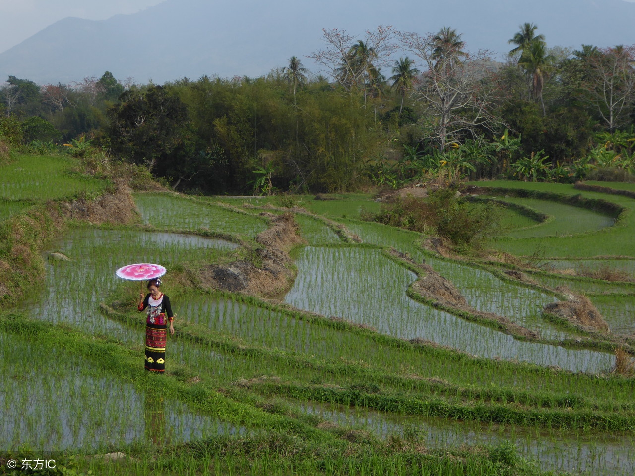 稻田养黄鳝一亩田要多少苗,稻田养殖黄鳝怎么收稻
