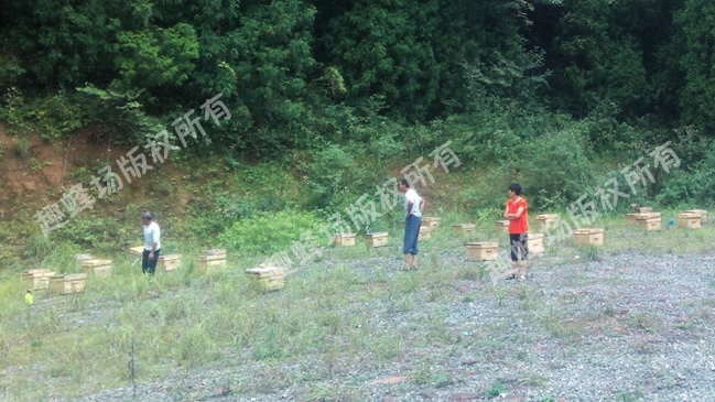 蜜蜂养殖技能培训内容有哪些,蜜蜂养殖专业技术培训