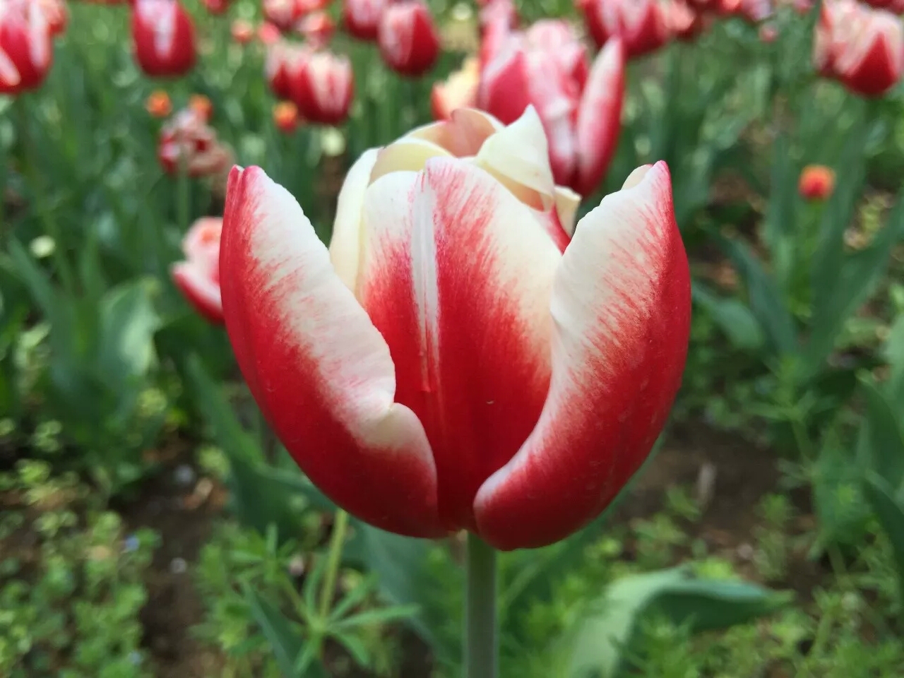 春天来了踏青赏花图片,春意盎然踏青赏花正当时