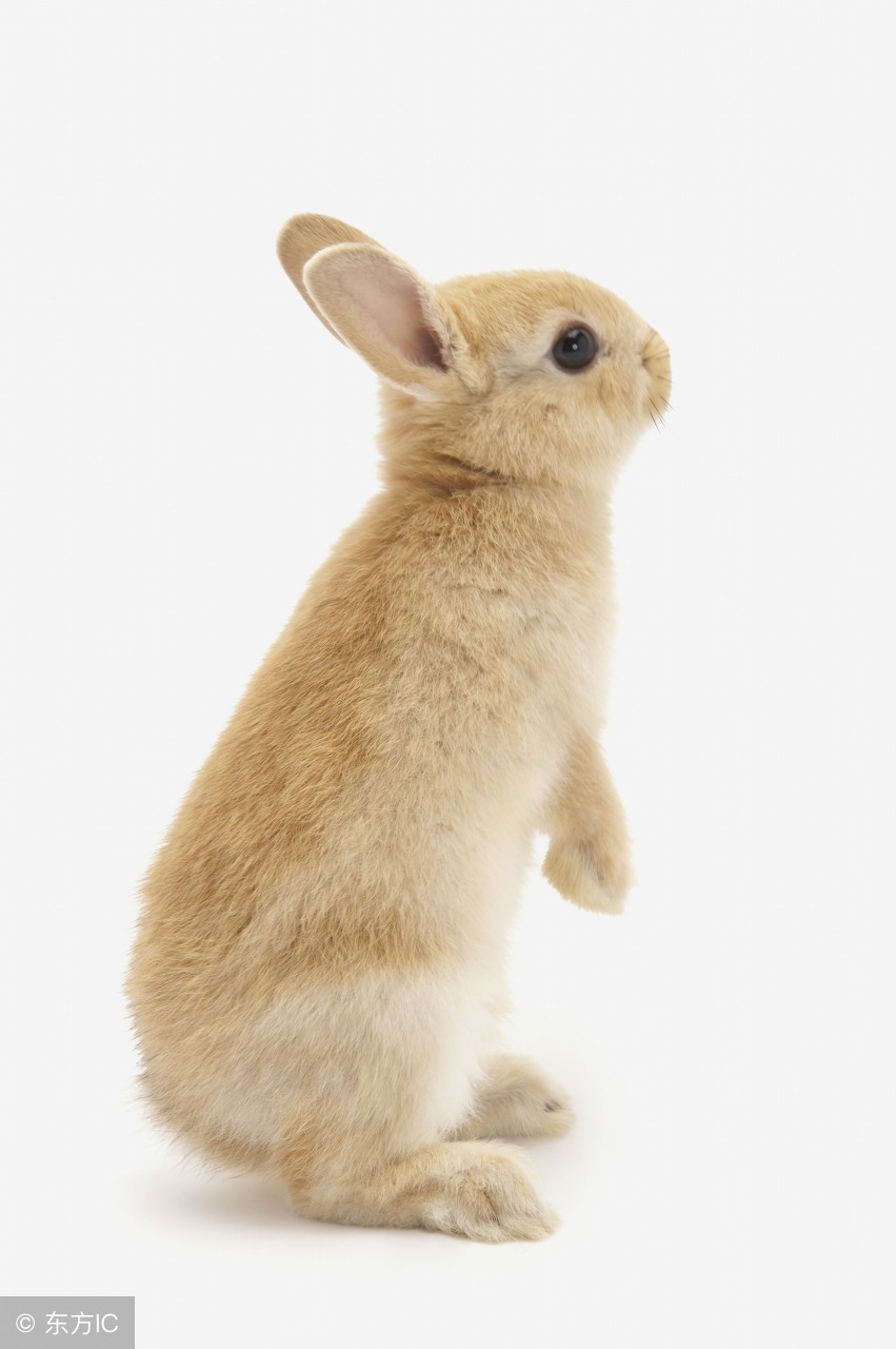 如何训练兔子听到它的名字就过来,兔子聪明怎么训练