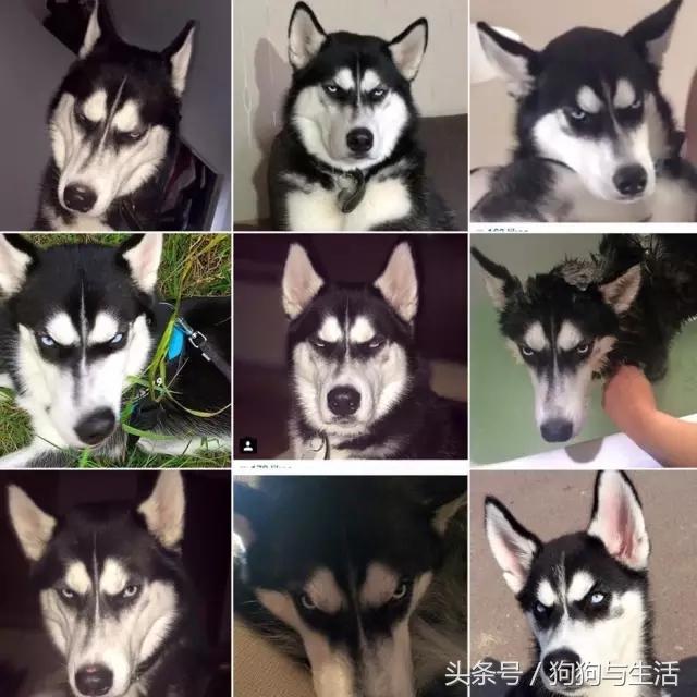 哈士奇西伯利亚雪橇犬,哈士奇真名叫做西伯利亚雪橇犬