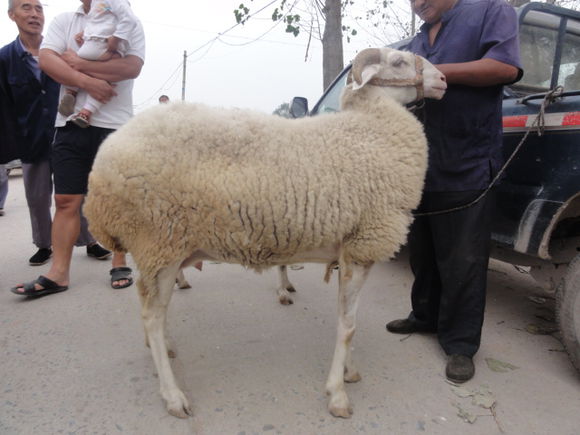 养羊人的忠告,养羊要注意什么新手必看