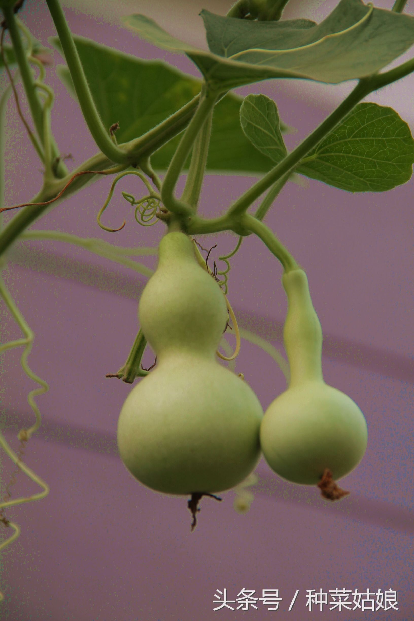 小葫芦不泡直接干播种可以吗,小葫芦的种植方法和管理