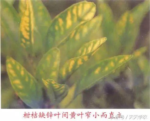 柑橘黄化不一定是缺素,引起柑橘黄化的原因有哪些