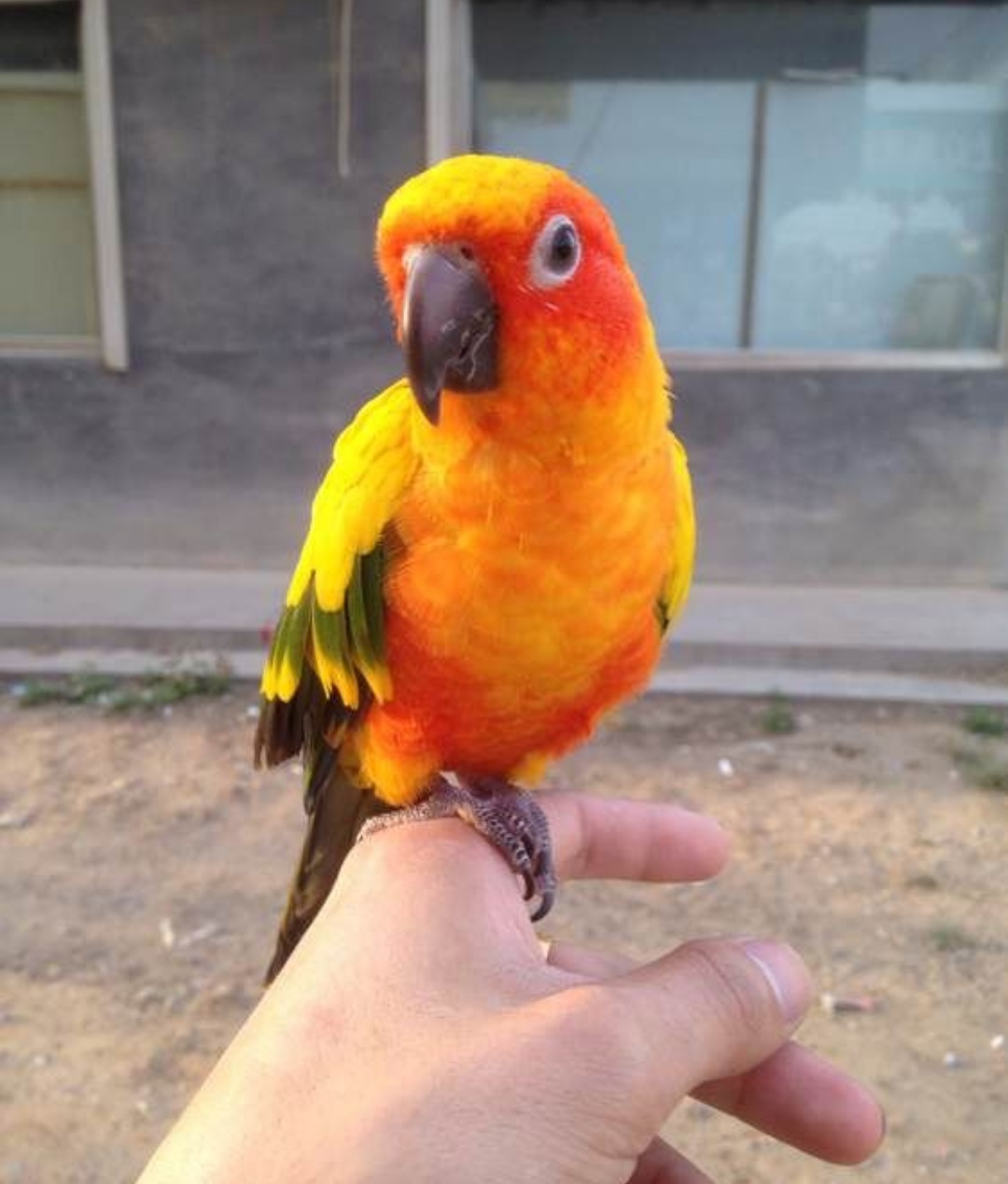 宠物介绍大全,宠物简单介绍之鹦鹉篇金太阳鹦鹉