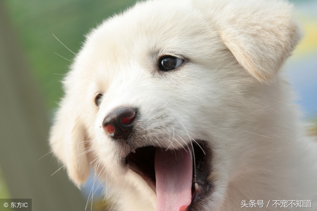 宠物店狗狗接生,如何给狗狗接生