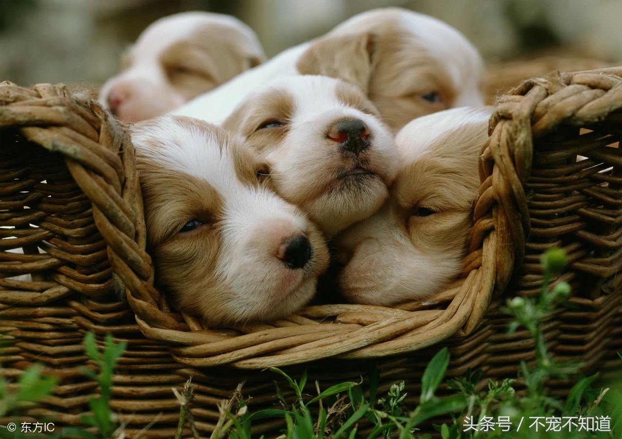 宠物店狗狗接生,如何给狗狗接生