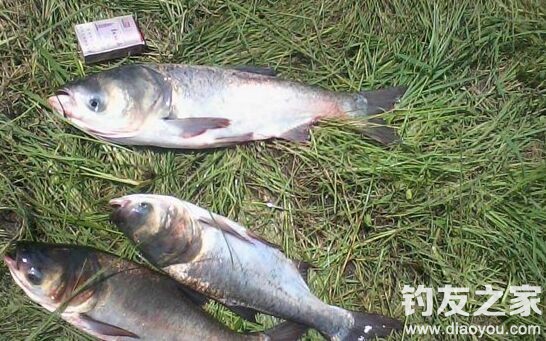海竿爆炸钩浮钓鲢鳙如何开饵,海竿钓鲢鳙爆炸钩挂饵方法视频