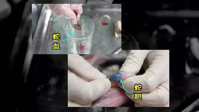 蛇鞭可以补肾吗,蛇鞭真能补肾吗