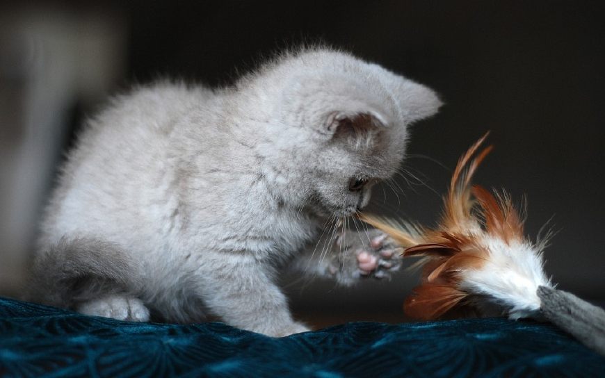 十二星座命中注定星座伴侣是谁,十二星座对应的宠物