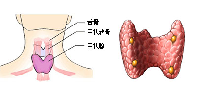怀孕8周查甲状腺需要空腹吗,怀孕需要查肝功能与甲状腺功能吗